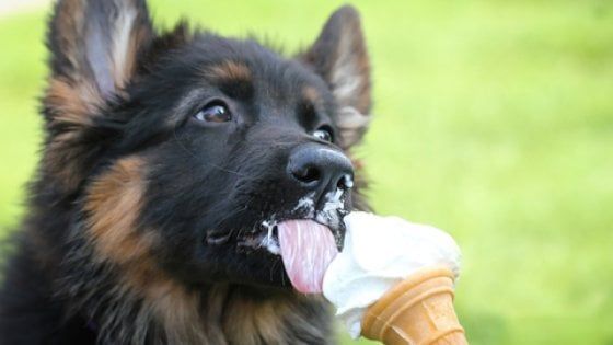 Sorpresa, a Fido piace il gelato: ecco i gusti speciali per i cani