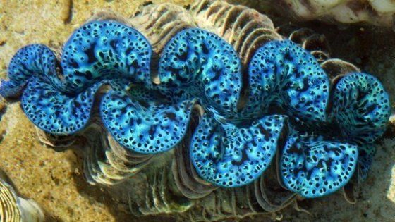 Smartphone a cellule di vongole per una maggiore efficienza