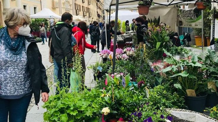 Susa celebra il "Liquore delle Alpi" con il primo Genepy Day