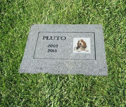 Milano, dal cane al pesciolino rosso: è nato il cimitero degli animali domestici