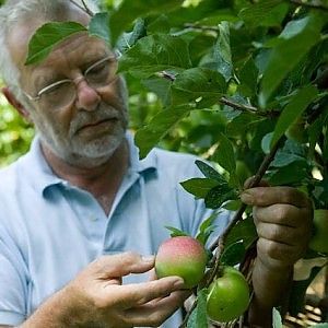 L'uomo che studia le mele dimenticate: oltre 400 specie nel suo frutteto