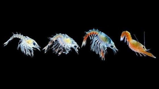 Oceani più caldi: le baby aragoste potrebbero scomparire