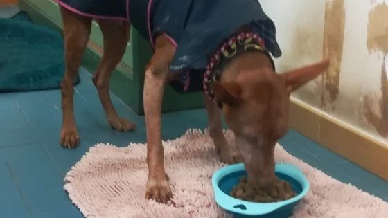 Cani e gatti, cominciamo dalla ciotola giusta