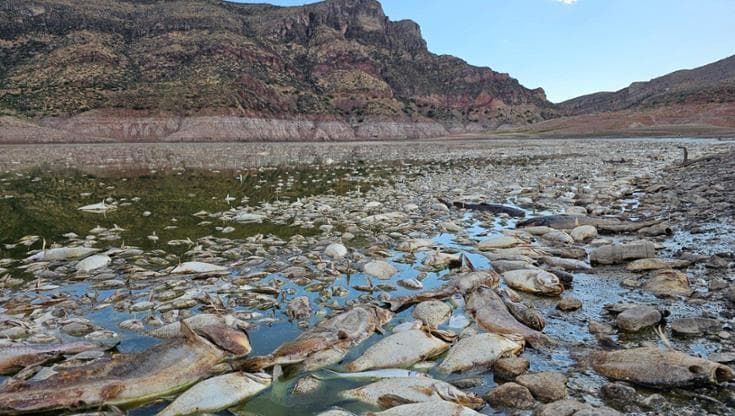 Usa, il lago San Carlos chiuso per siccità e inquinamento. "Sono morti tutti i pesci”