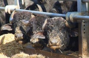 Accudisce le bufale, ferito da un animale<br />muore dipendente di una azienda agricola