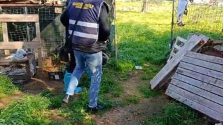 Salento, in un casolare ritrovate numerose carcasse di cani: l’ombra dei combattimenti clandestini