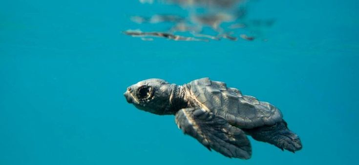 Più tartarughe marine nei nostri mari: la tutela dei nidi di Caretta caretta lungo la costa reggina