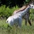 Tanzania, la giraffa bianca che insegna la tolleranza all'uomo