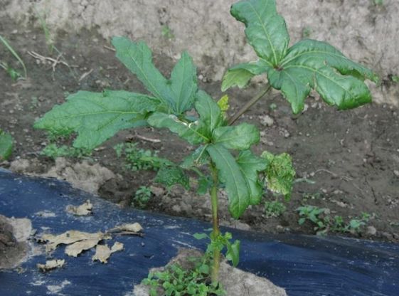 Dall'okra alla quinoa, ecco i nuovi cibi degli italiani