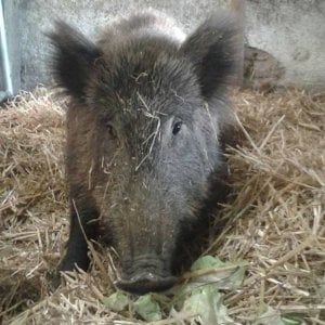 Agostino, il cinghiale che tiene in scacco Piacenza