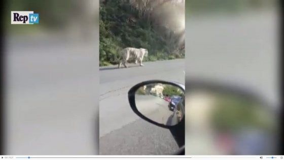Villagrazia di Carini: forestali prelevano i 13 animali sequestrati al circo di Svezia