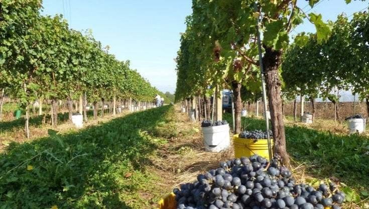 Vendemmia 2023, il raccolto più basso degli ultimi 76 anni