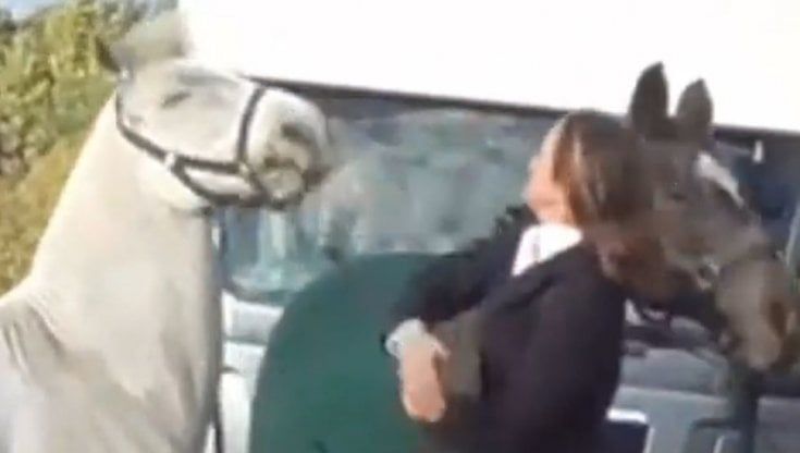 Schiaffi sul muso e calci a un cavallo durante la caccia alla volpe: maestra licenziata 