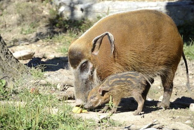 Verona, festa grande allo zoo: è nato un raro potamocero