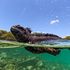Così El Niño minaccia la biodiversità delle Galápagos