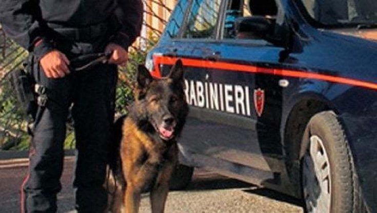 Il cane carabiniere Gispy a caccia di droga a Colleferro: due arresti e una denuncia
