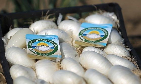 Cipolla Bianca di Margherita Igp, eccellenza che conquista i mercati