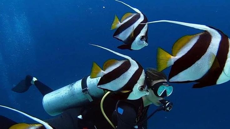 Tragedia alle Maldive, muoiono due giovani ricercatori piemontesi: “Una vita dedicata ai coralli”