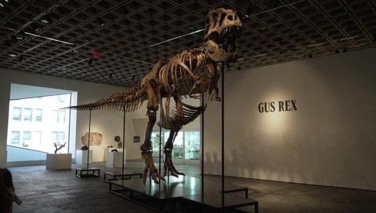 New York, T-Rex all'asta per 30 milioni di dollari. Sotheby's: "Uno dei più grandi e completi"