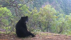 In Bolivia grazie alle api si protegge l’orso delle Ande