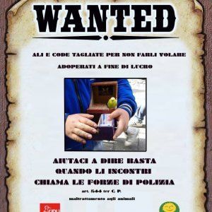 La cocorita che non può più volare