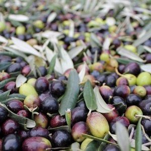 Olioliva, tutto intorno all'olio a Imperia
