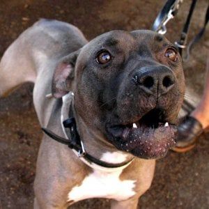 Approvato il regolamento per gli animali,  patentino obbligatorio per i proprietari dei cani potenzialmente pericolosi