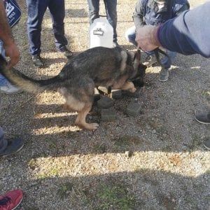 San Severo, il cane antidroga fiuta il nascondiglio: scoperti 30 chili di hashish e marijuana