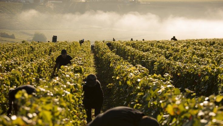 Champagne, così nascono i Dom Perignon Vintage Plenitude 