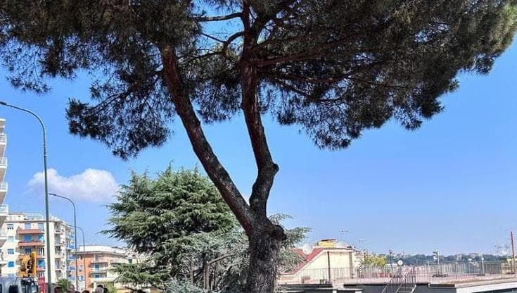 Clima, la “cura degli alberi”