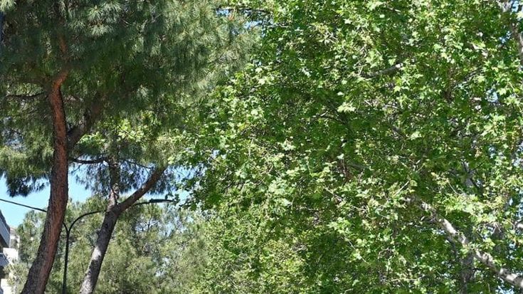 “Dona un albero” ogni pianta potrà essere dedicata