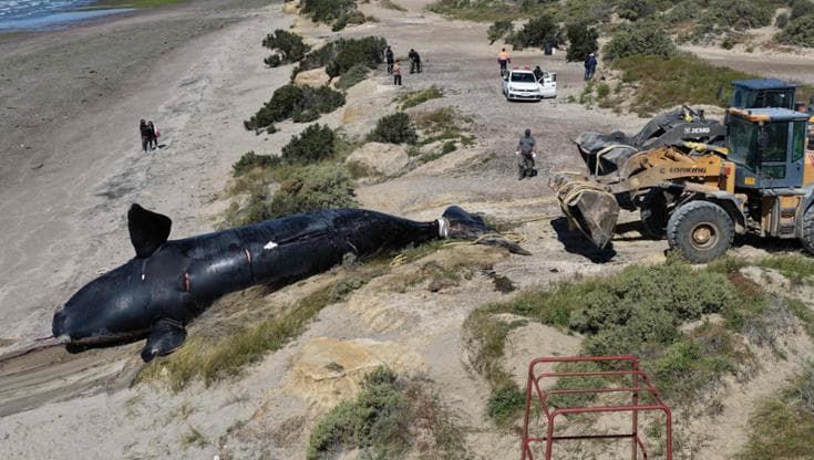 Argentina, il mistero di centinaia di cuccioli di balena morti