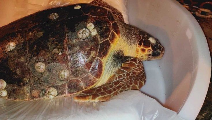 Golfo di Salerno, due pescatori salvano una tartaruga caretta caretta