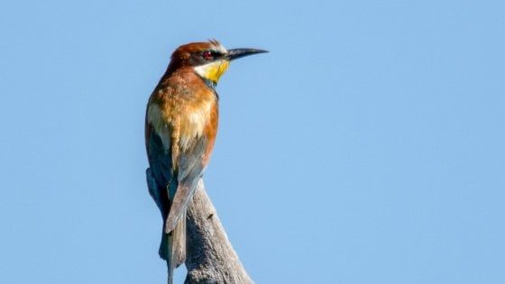 I nidi del Gruccione nel torrente Parma, naturalisti: "Non distruggeteli"