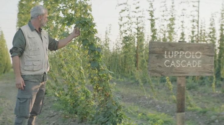 Luppolo italiano per le birre firmate Angelo Poretti