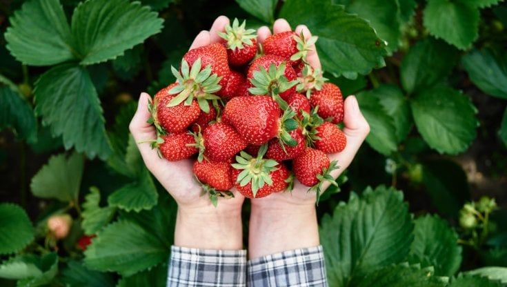 Con i pannelli agrivoltaici a punti quantici le fragole crescono meglio