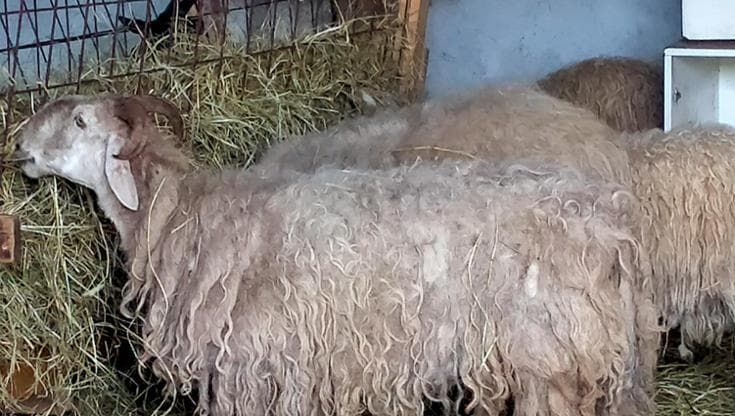 Pastore sfrattato dal pascolo a Triora, l’appello di Slow Food: “Salvate le pecore a rischio”