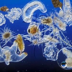 Quelle creature degli abissi hanno occhi quasi umani