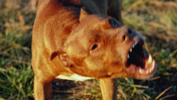 Pitbull aggressivo semina terrore nel Pratese, il Comune di Carmignano emette un’ordinanza