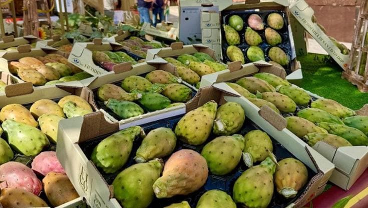 Il fico d’India in cucina? Difficile da gestire, ma quante soddisfazioni