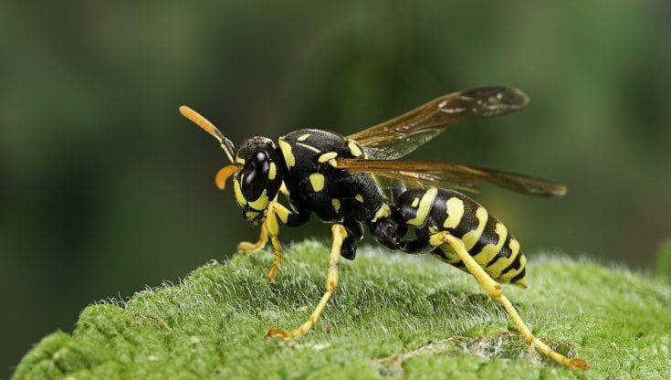 Le vespe fanno anche bene. Per esempio, al vino