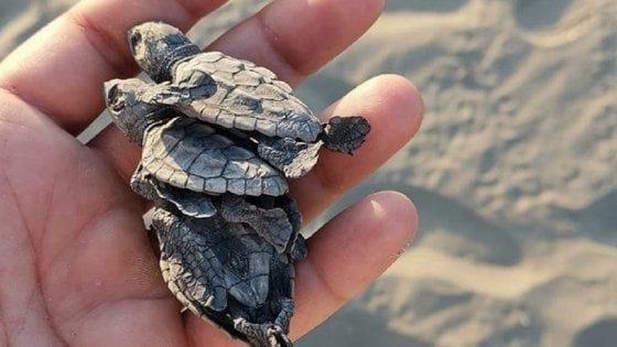 Varcaturo, tartarughine morte appena nate: "Nel Casertano poca attenzione all'ambiente"