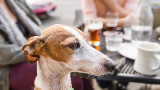 Cani e gatti al ristorante: la carica dei 101 (locali) che amano gli animali 