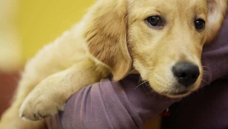  Mantova, 59enne trovata morta in casa dopo un mese: il suo cane allo stremo l'ha vegliata fino all'arrivo dei soccorsi