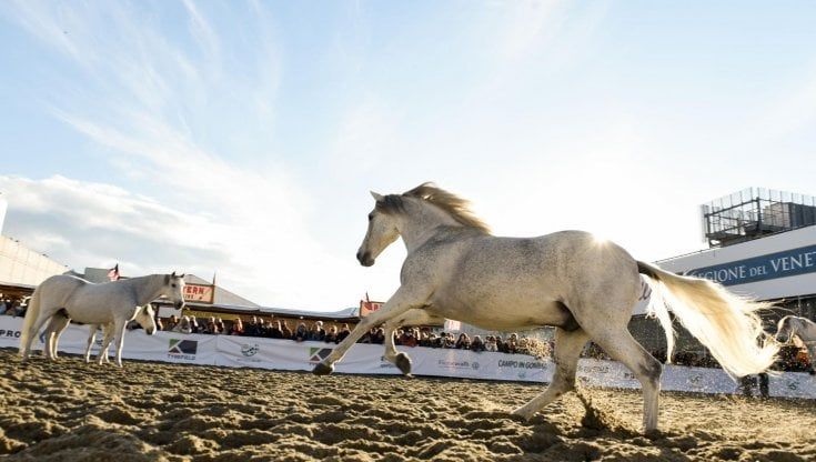 Tutta la passione di Fieracavalli, 100mila presenze a Verona 