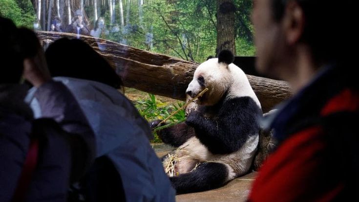 Nella crisi tra Cina e Giappone finiscono anche i panda: Pechino si riprende Xiao Xiao e Lei Lei