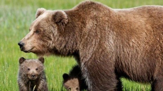 L'Orsa JJ4 per ora è salva, gli ambientalisti vincono il ricorso al Tar contro l'abbattimento 