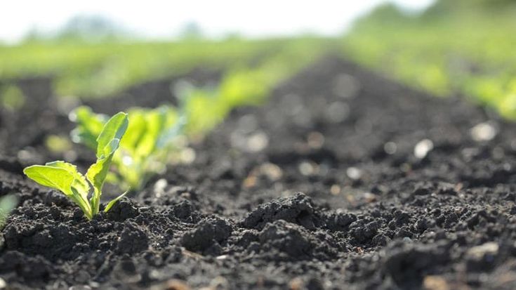 Sostenibilità alimentare: Eridania punta su packaging sempre più “green”