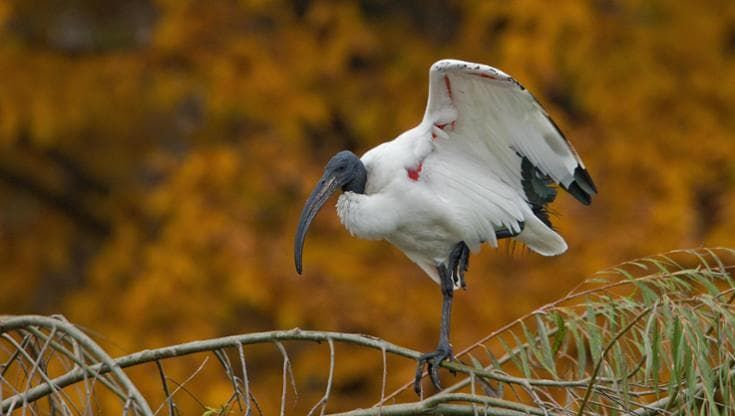 Minacce, accuse e una città divisa: a Novara va in scena la guerra dell'ibis sacro