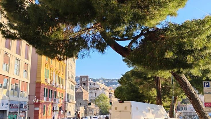 Sono 38 i pini sequestrati in corso Podestà, prime verifiche dei pm sull’ok al taglio di 2 esemplari